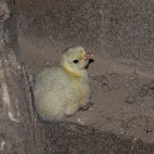 Poult_X8127114_08-12-2018-001