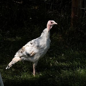 Sweetgrass_X8127120_08-12-2018-001