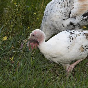 Sweetgrass_X8127131_08-12-2018-001