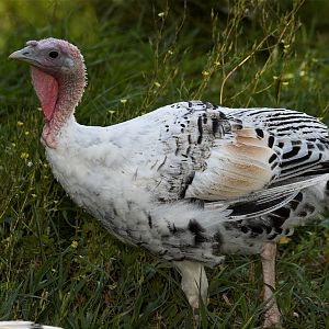 Sweetgrass_X8127132_08-12-2018-001