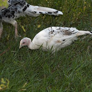 Sweetgrass_X8127133_08-12-2018-001