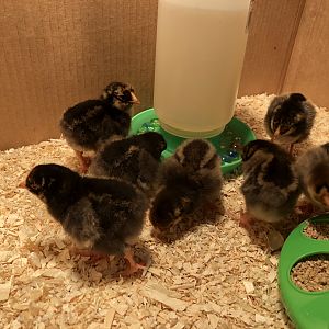 593D2B2F-1F79-49DC-9141-F3D851275123