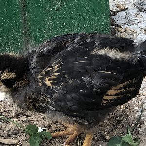 455436A0-2051-4D26-ACBD-4E49B587427B