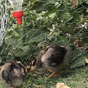 A4EE9CDB-8CBD-41ED-8D05-8EDF6AFBDBC6