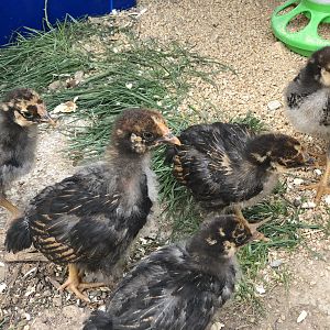 39D0BDC9-93B0-48A2-8AFA-1FF76A49DA86