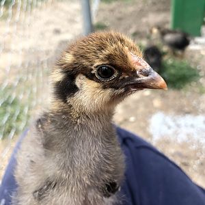 817D14A7-D849-463F-A038-407C47AB34A7