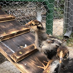 0AE2774A-2D3D-4E38-AC36-EA037ED14D98