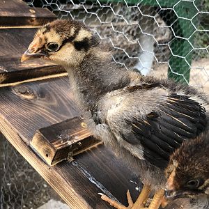 842EA402-B33A-4C2C-85FA-2712EF289C04