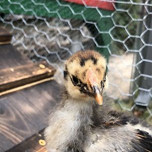 A52C62B5-E33C-4F17-8C13-733F0135CFBD