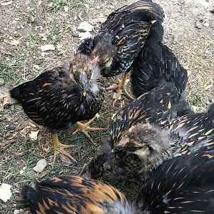 F54684A2-F4DF-4578-B0F5-942EE8E408BF