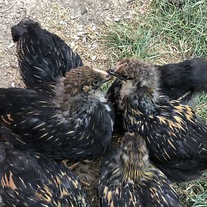 0E0B996F-F04C-4851-BDDD-D3841C39AD92