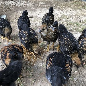 54E8841F-1D88-4907-AF5D-9149F7A87857