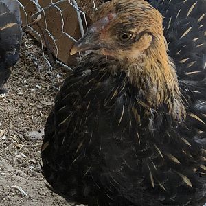 DE7CCED4-CF8B-4214-96BA-E167516BFB73