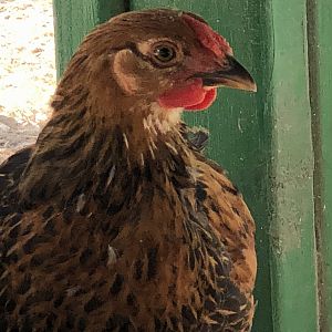 2AA65312-DEDE-4797-818A-0E7627DCF4D2