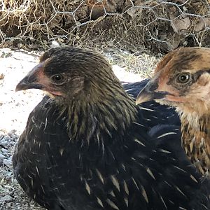 322257CE-F2D9-4615-BAB3-8A0965CCF82C