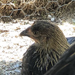 C9B7832B-099E-48EC-881F-9B19DFD427AB