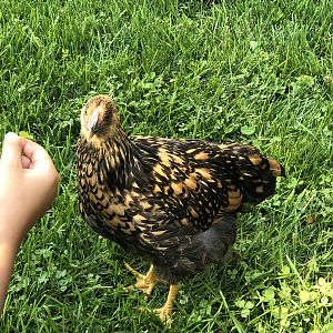 20B9FB28-21FD-4ECA-929D-639F05536444