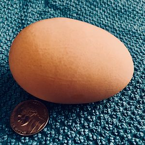 Biggest Egg Ever