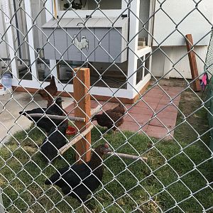 Roosting Outside The Coop