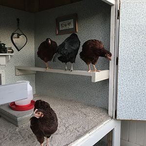 Chickens In The Hen House