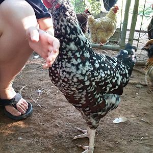 Tractor Supply Speckled Sussex #2