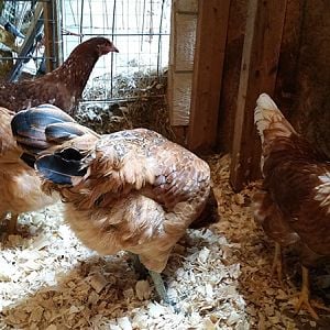 TSC Pullets 2018