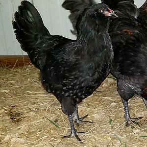 Olive Egger Pullet 7-28-18