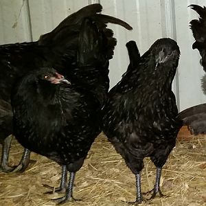 Olive Egger Pullet 7-28-18