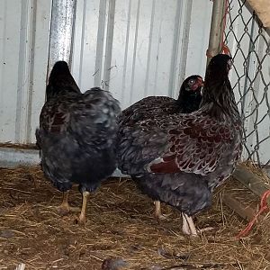 BLRW Pullets 8-13-18