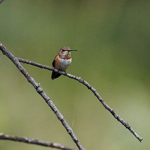 Rufous_hummingbird_X8147158_08-14-2018-001