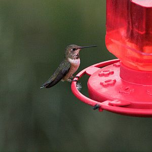Rufous_hummingbird_X8147174_08-14-2018-001
