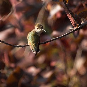 Rufous_hummingbird_X8167202_08-16-2018-001