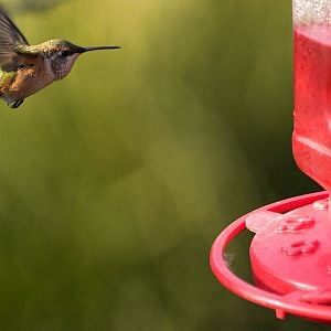 Rufous_hummingbird_X8167213_08-16-2018-001