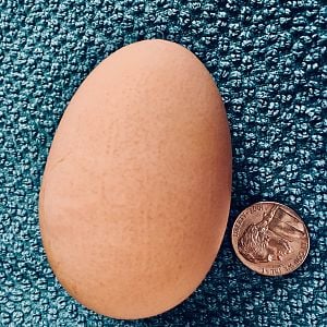 Biggest Egg Ever 1 3