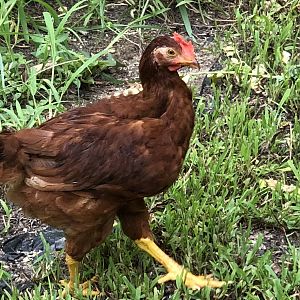 Yolko Ono