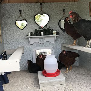 Relaxing In The Hen House