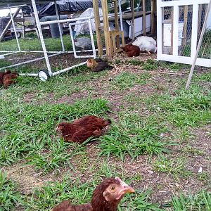 2018-06-26 ChickenCoop 003