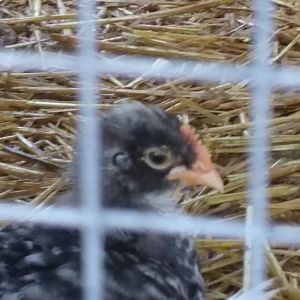 2018-08-21 Silver Maran