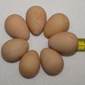 Guinea_eggs_X8247309_08-24-2018-001