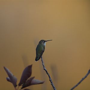 Rufous_hummingbird_X8167218_08-16-2018-001