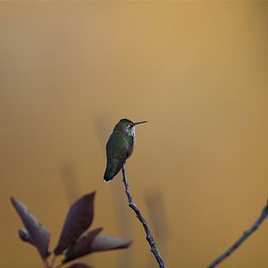 Rufous_hummingbird_X8167220_08-16-2018-001