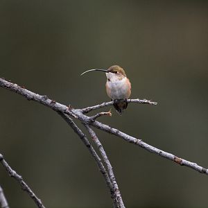 Rufous_hummingbird_X8197273_08-19-2018-001