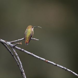 Rufous_hummingbird_X8197279_08-19-2018-001