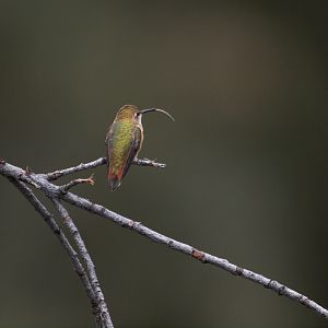 Rufous_hummingbird_X8197280_08-19-2018-001