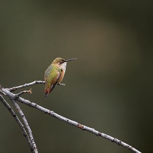Rufous_hummingbird_X8197288_08-19-2018-001