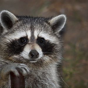 Raccoon_X9037361_09-03-2018-001
