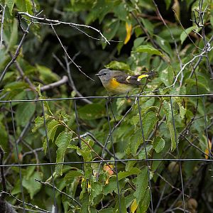 American_redstart_X8277311_08-27-2018-001