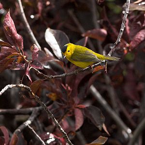 Wilson's_warbler_X8277323_08-27-2018-001