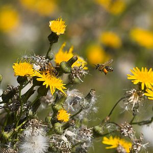 Honeybee_X9017344_09-01-2018-001