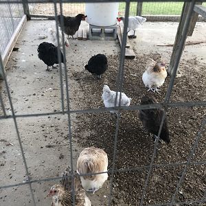 Here a chickie, there a chickie